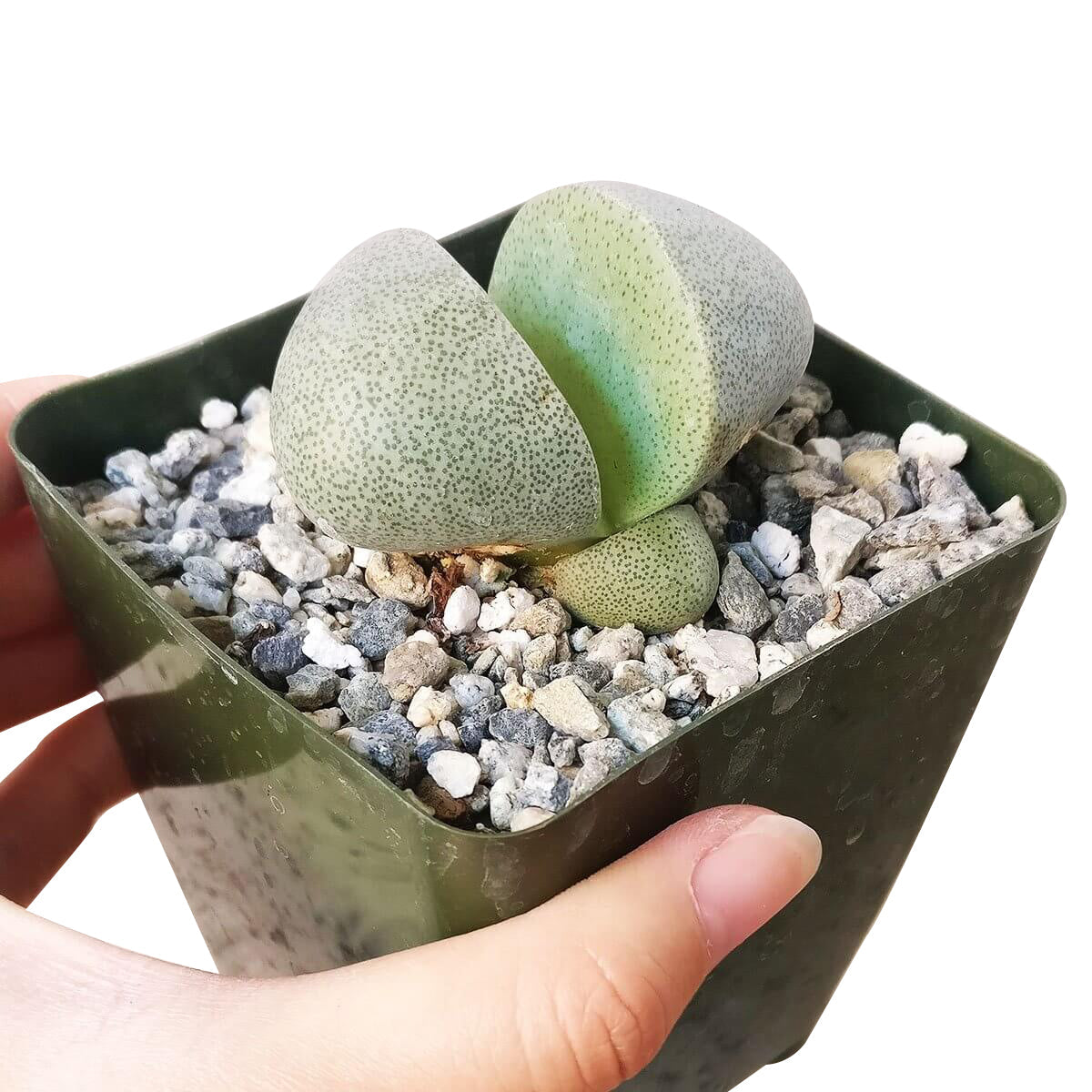 Split Rock Pleiospilos Nelii