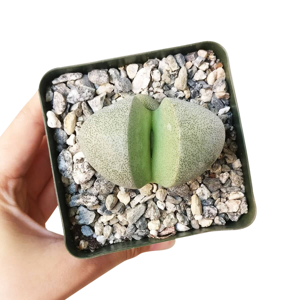 Split Rock Pleiospilos Nelii