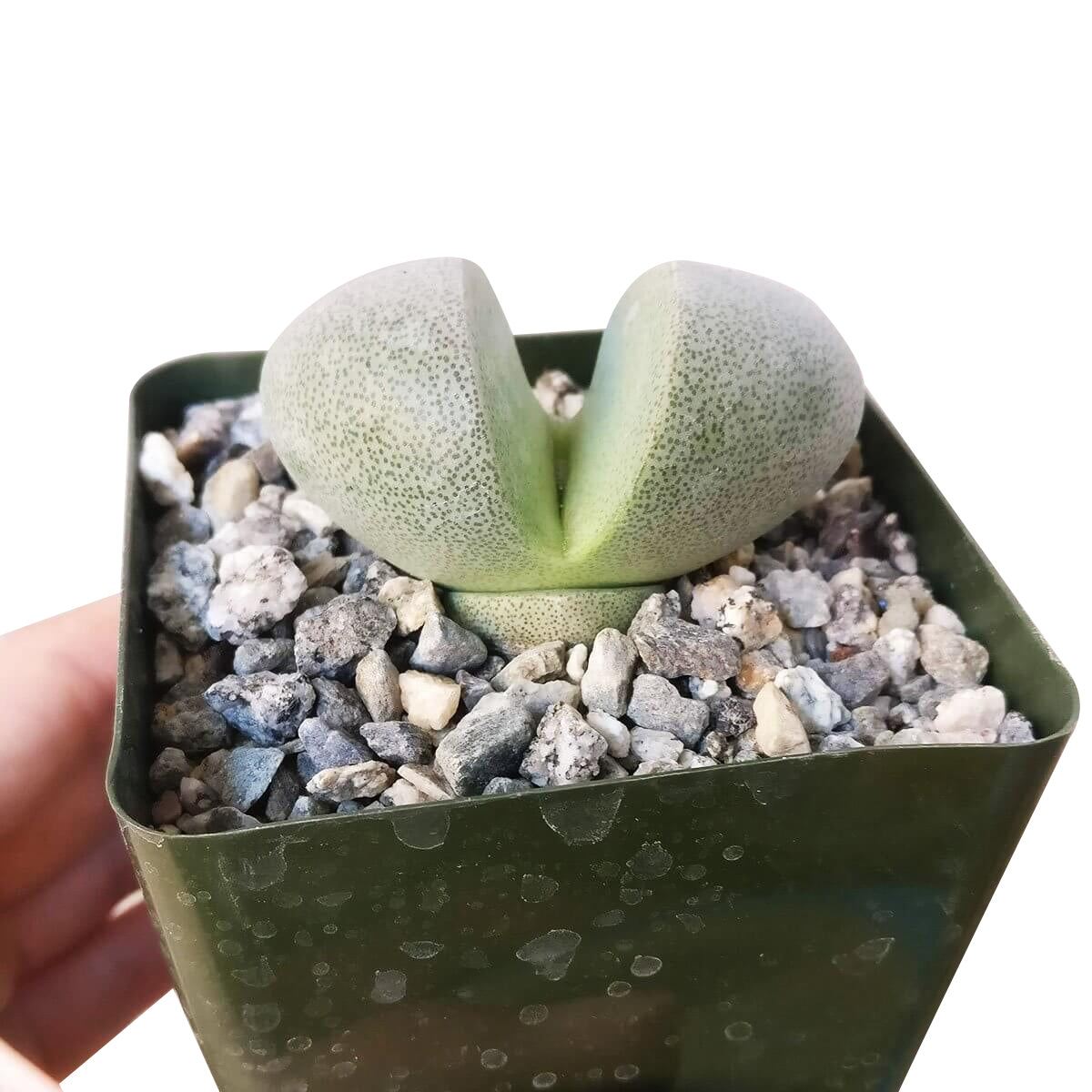 Split Rock Pleiospilos Nelii