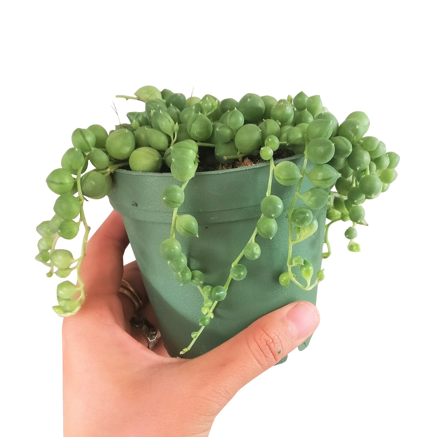 String Of Pearls Senecio Rowleyanus