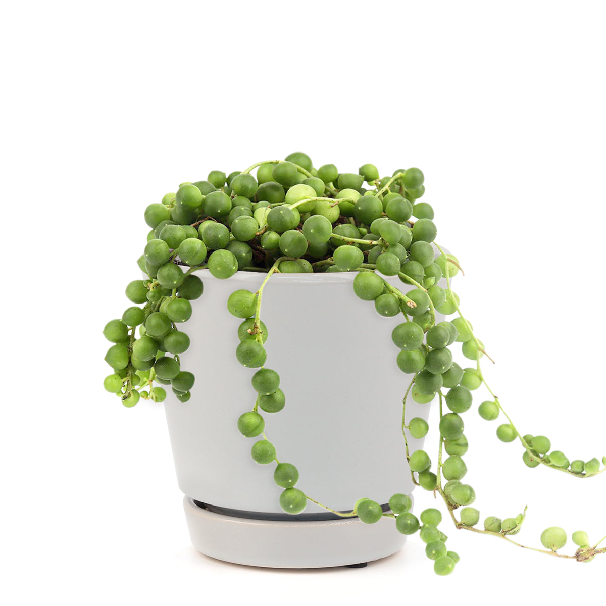 String Of Pearls Senecio Rowleyanus