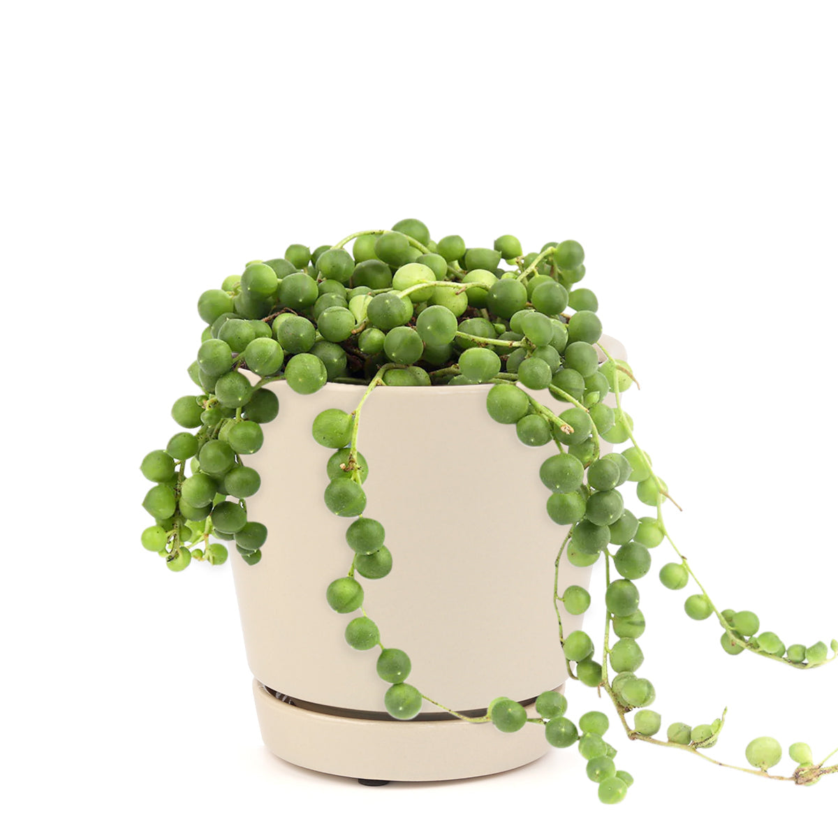 String Of Pearls Senecio Rowleyanus