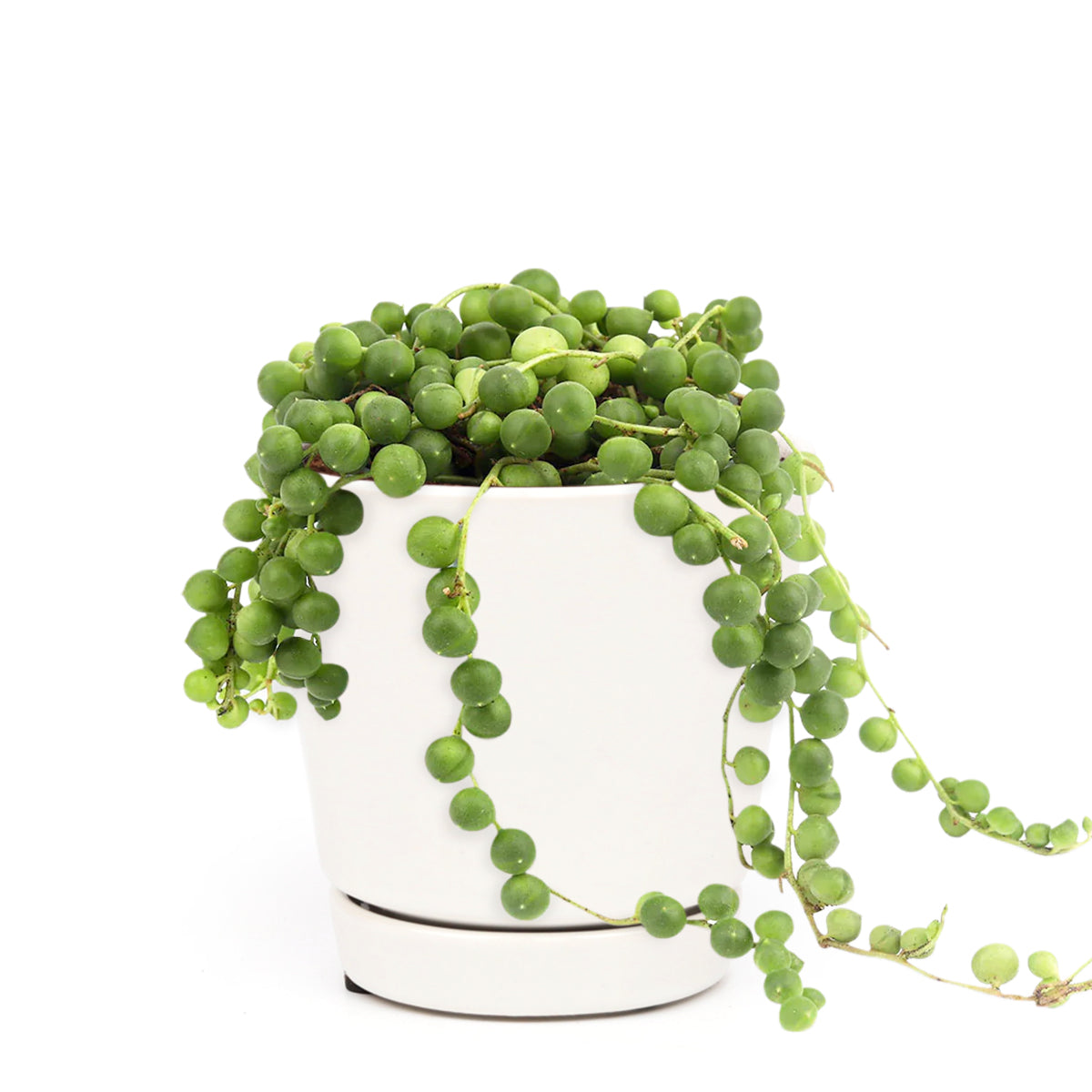 String Of Pearls Senecio Rowleyanus