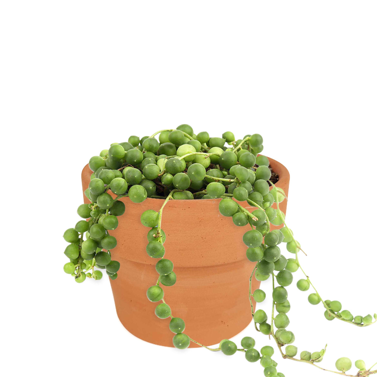 String Of Pearls Senecio Rowleyanus