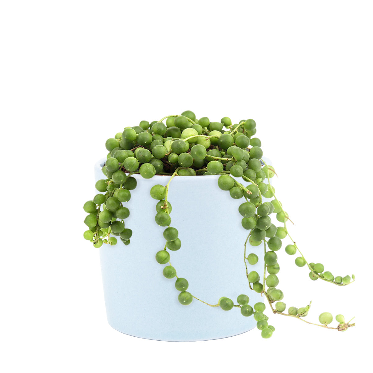 String Of Pearls Senecio Rowleyanus