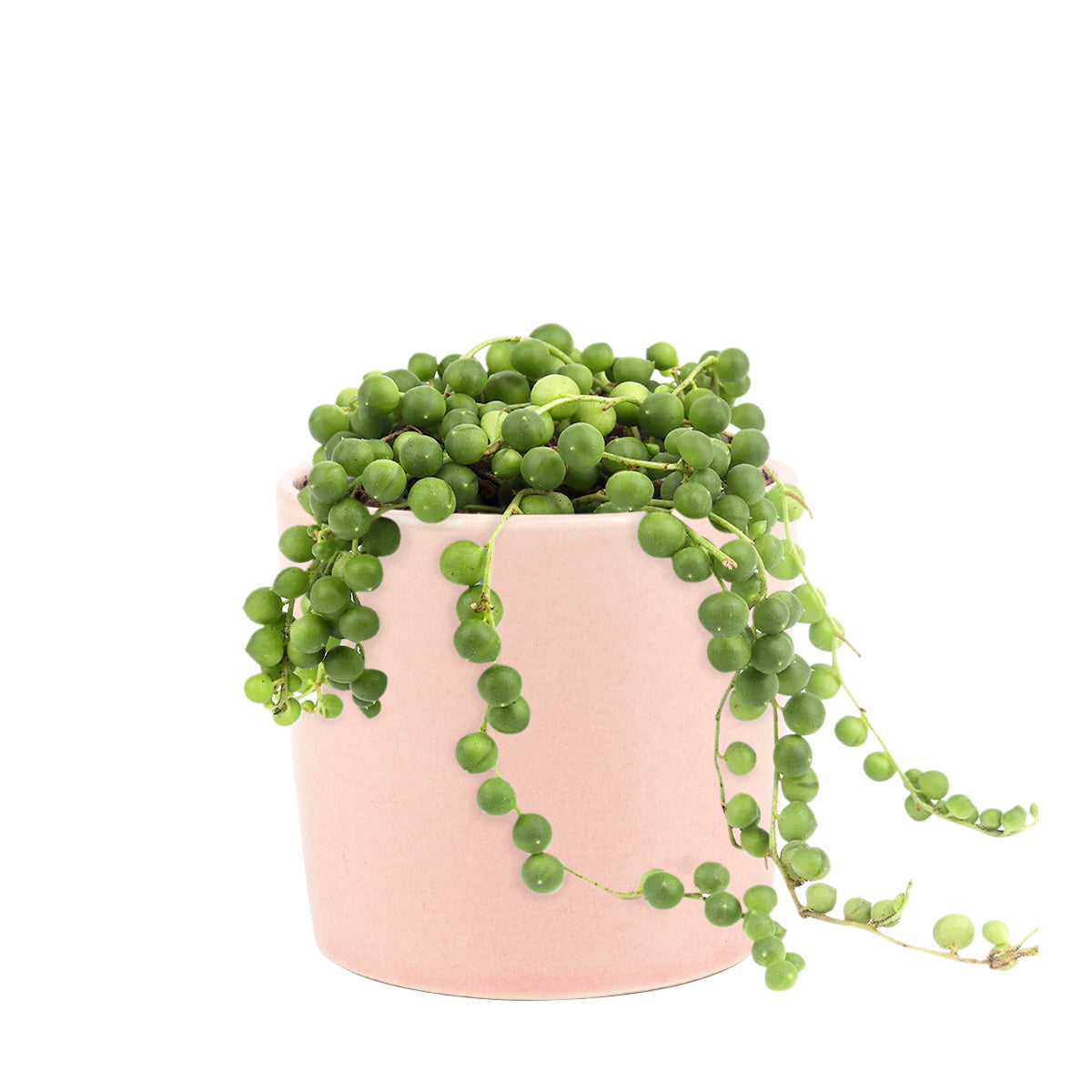 String Of Pearls Senecio Rowleyanus