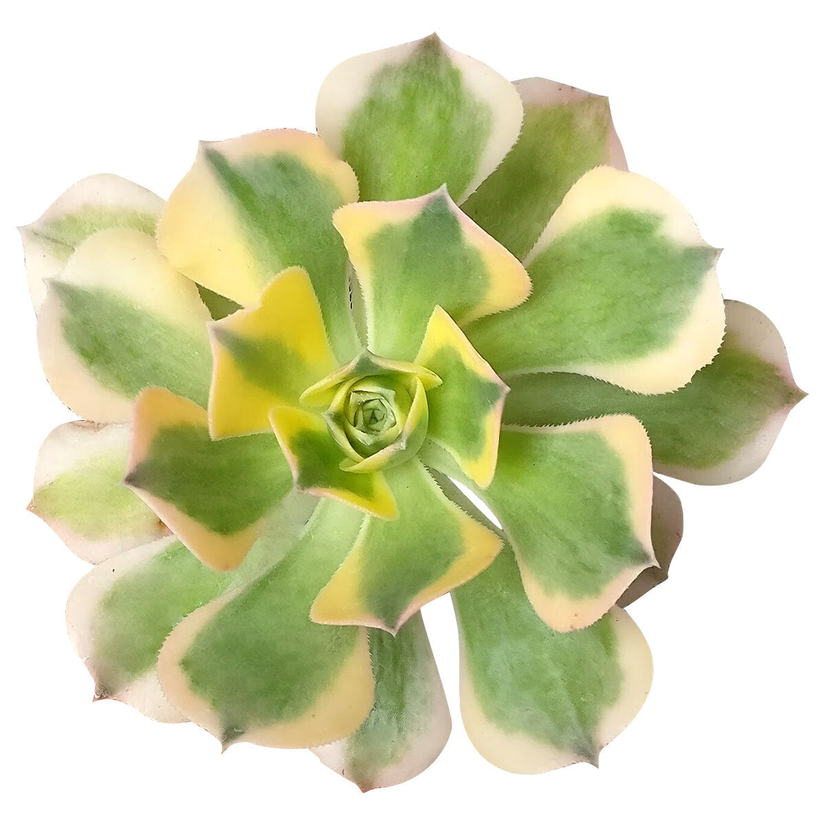 Aeonium Sunburst Copper Pinwheel