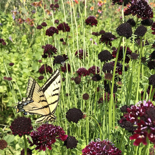 Black Knight Scabiosa Seeds