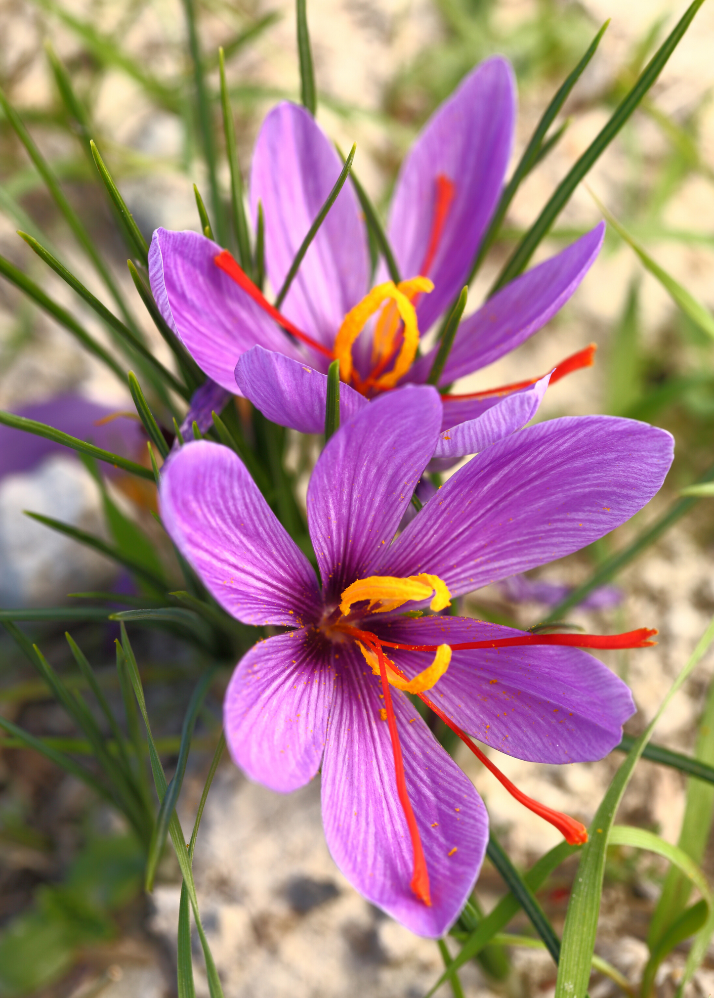 Saffron (Crocus sativus)