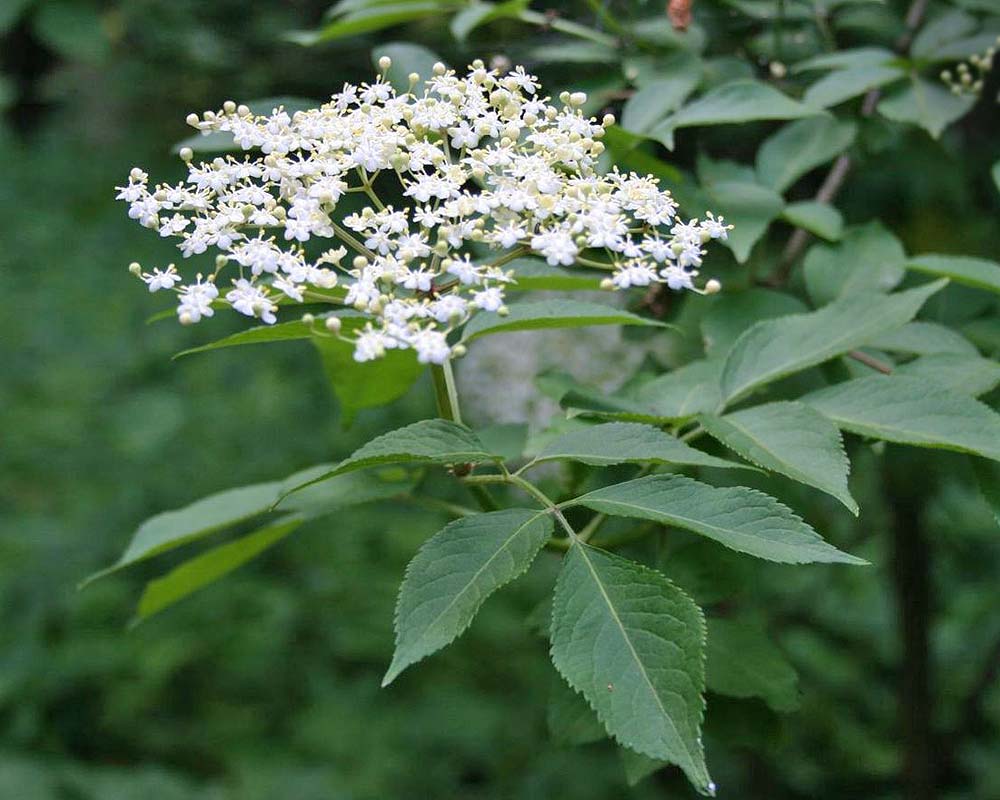 American Black Elderberry