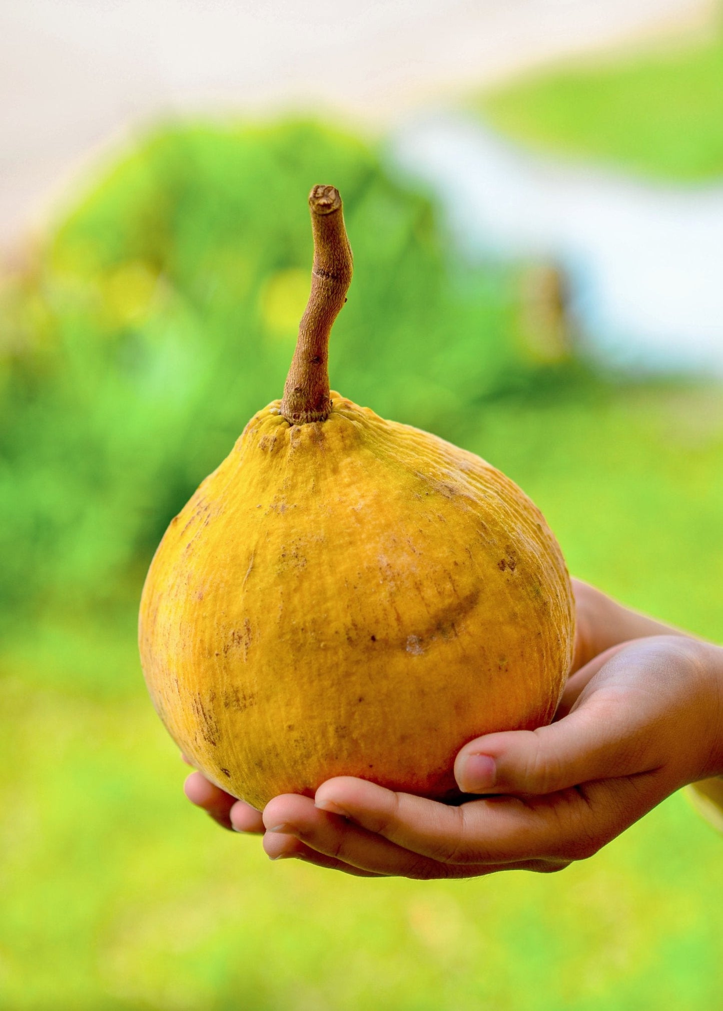 Santol (Sandoricum koetjape)