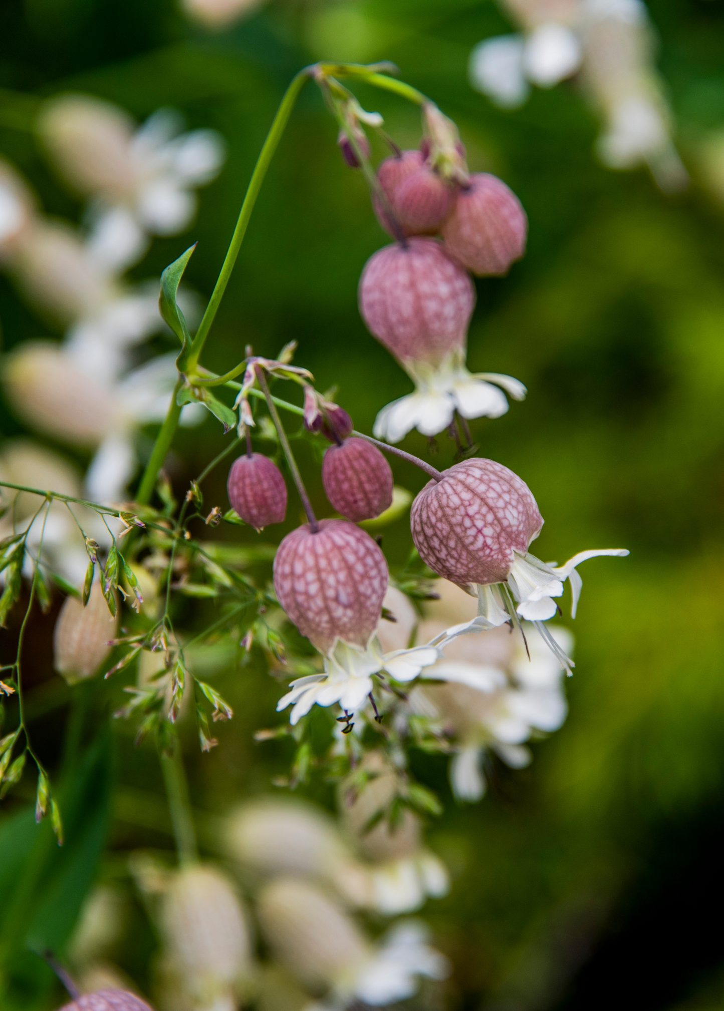 Sculpit (Silene inflata)