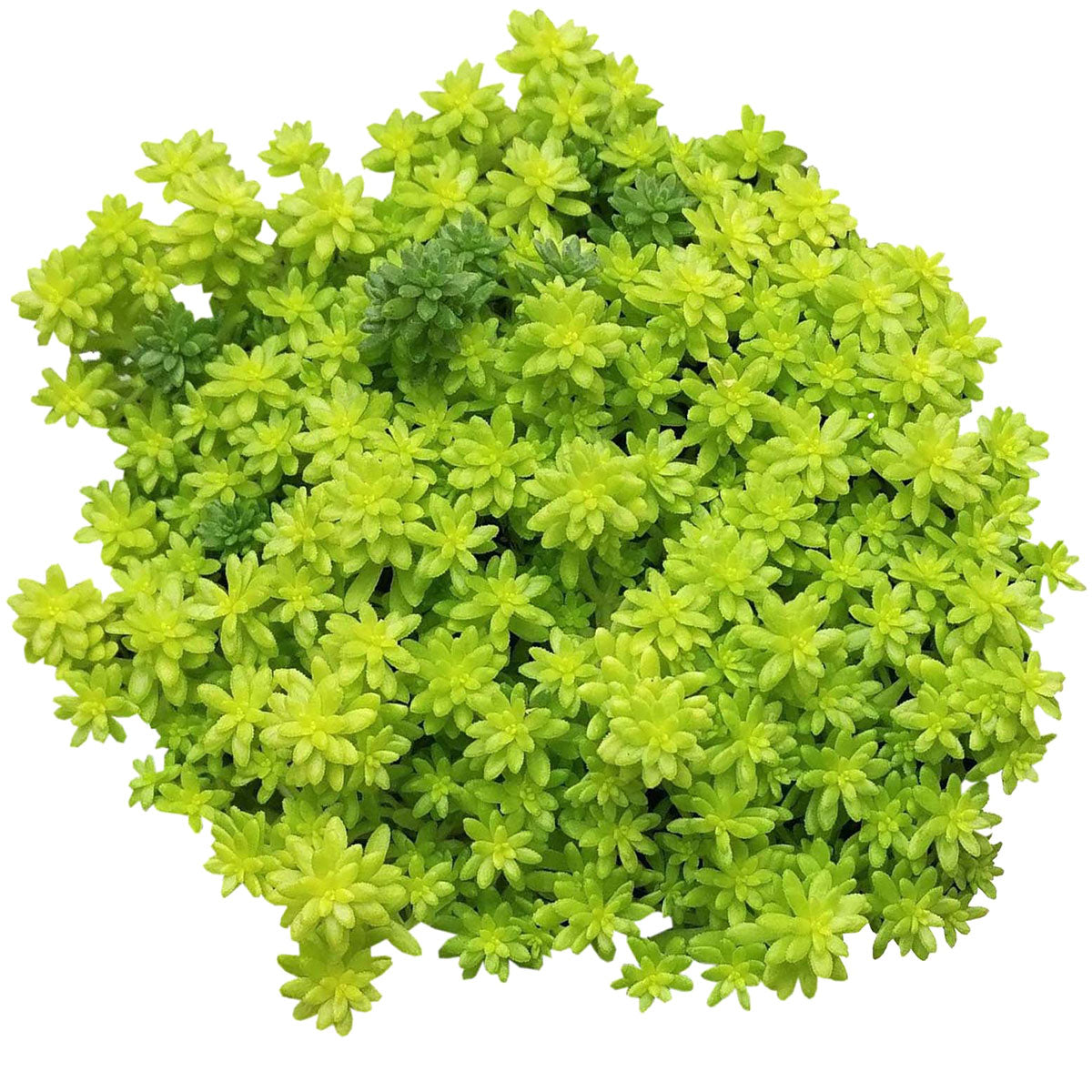 Sedum Golden Moss Succulent