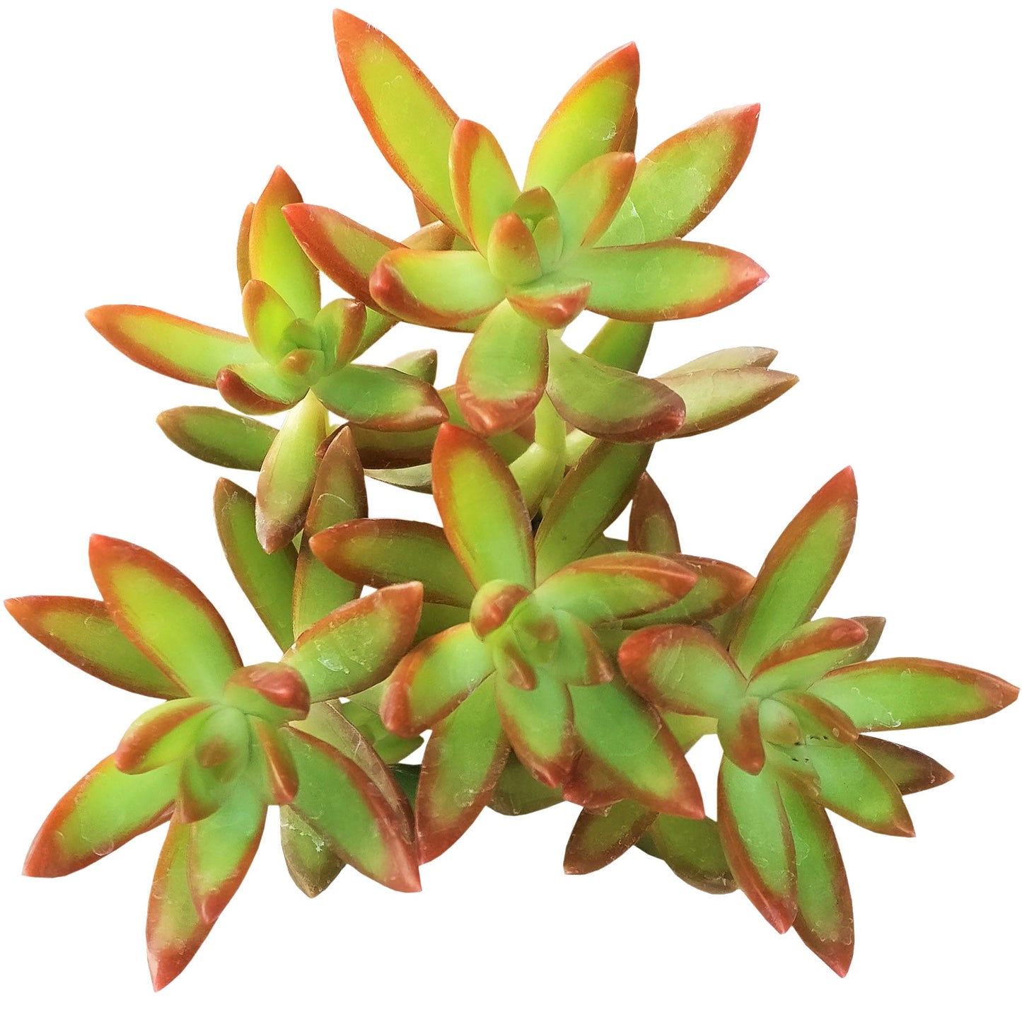 Sedum Fire Storm Succulent