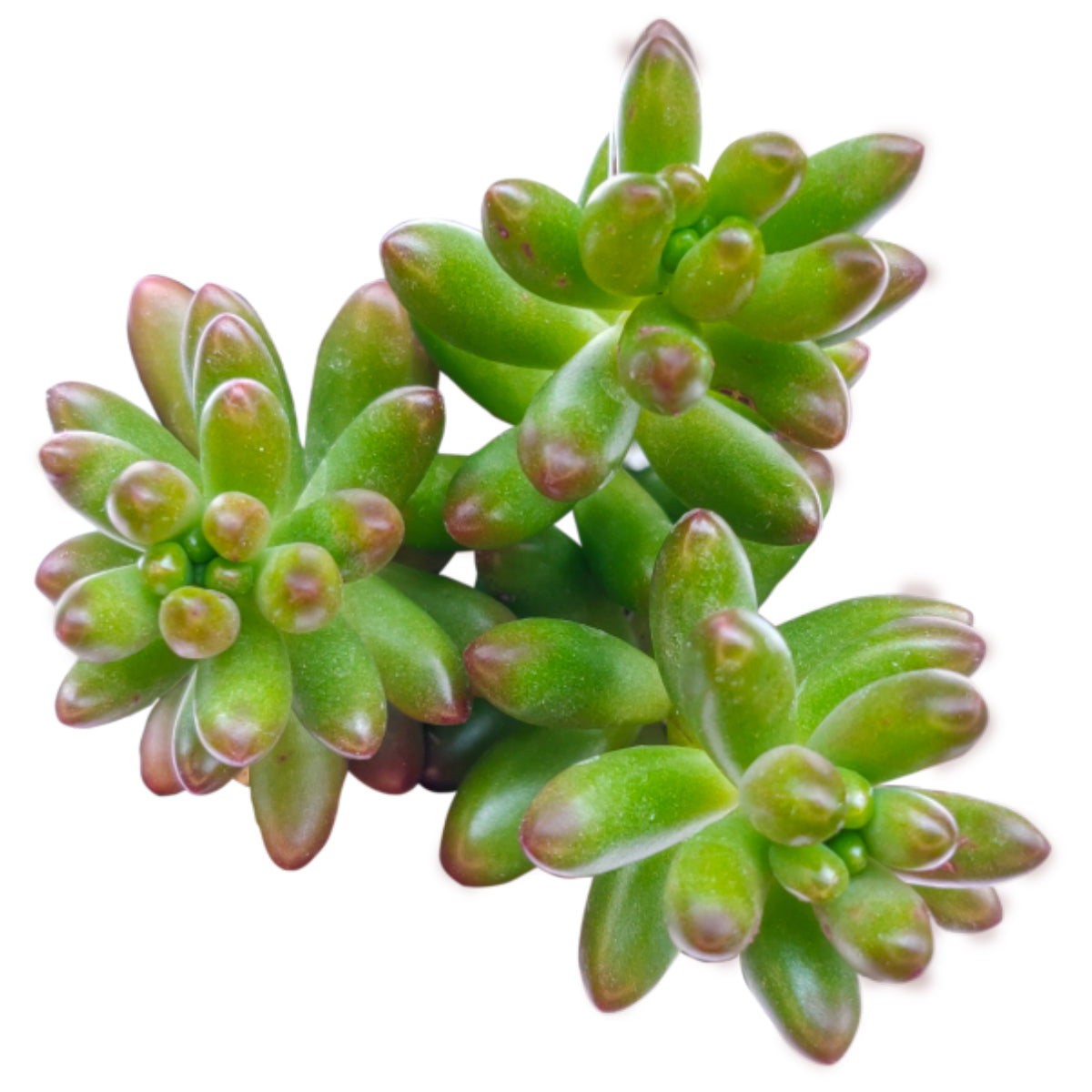 Pink Jelly Bean Sedum