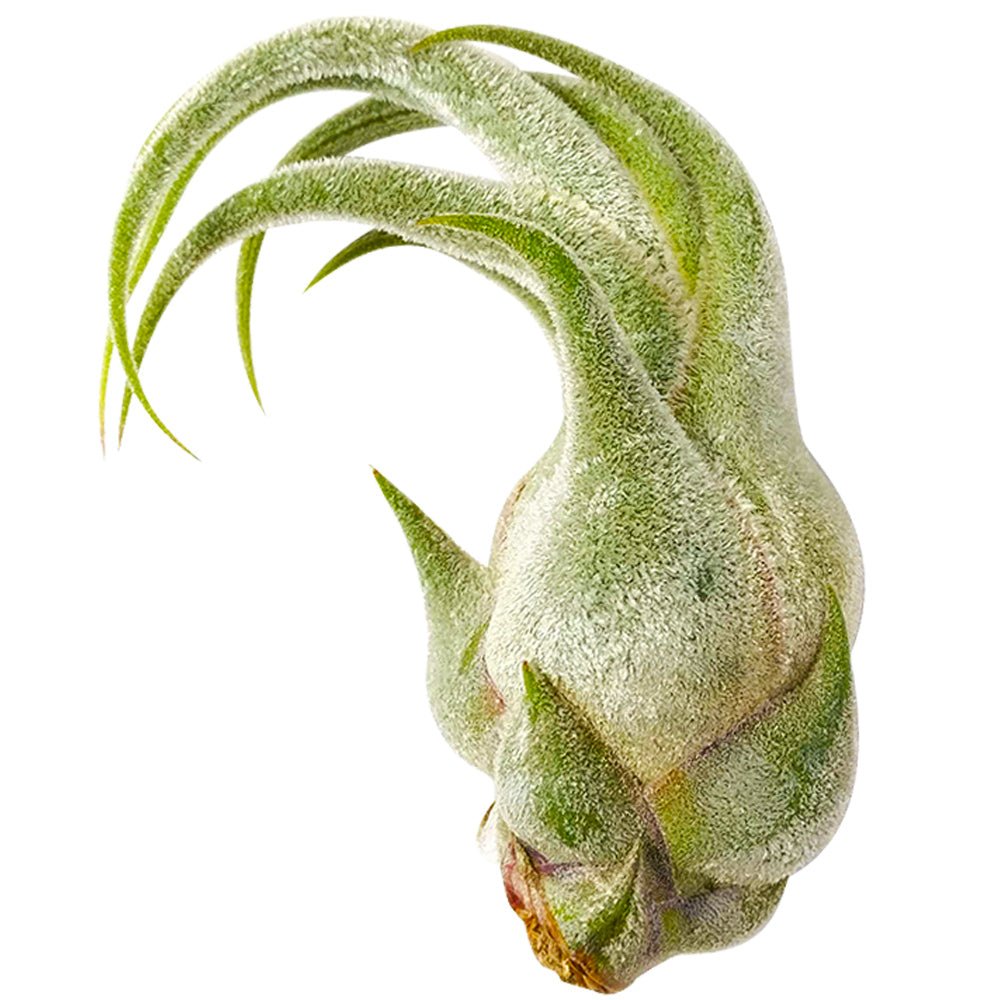 Seleriana