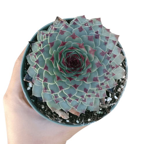 Sempervivum Calcareum