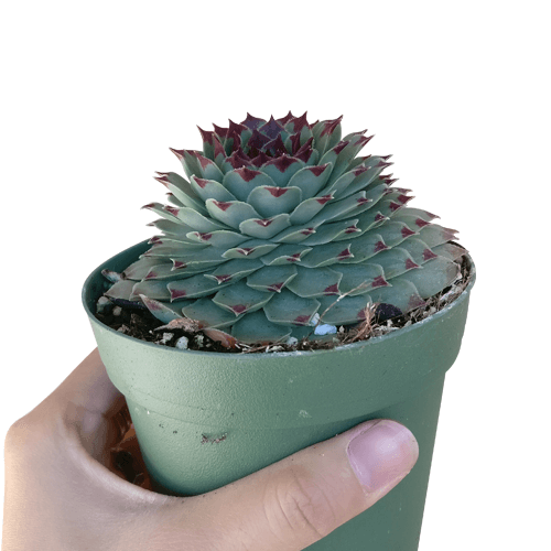 Sempervivum Calcareum