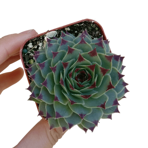 Sempervivum Calcareum