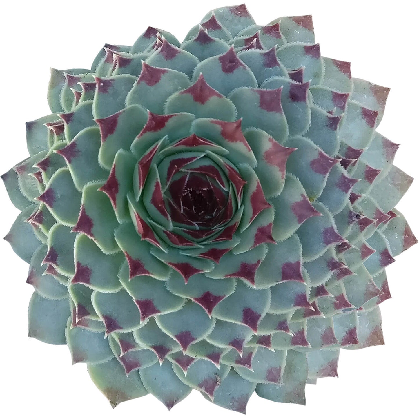 Sempervivum Calcareum