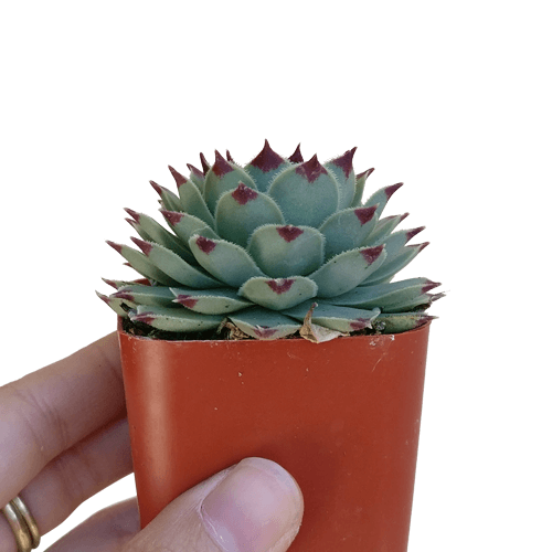 Sempervivum Calcareum