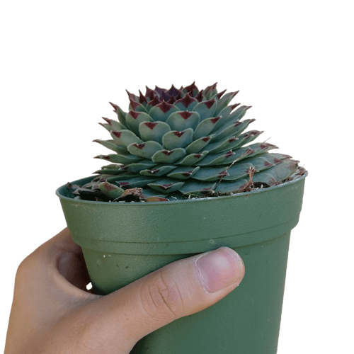 Sempervivum Calcareum