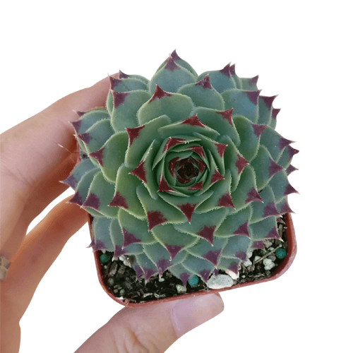 Sempervivum Calcareum