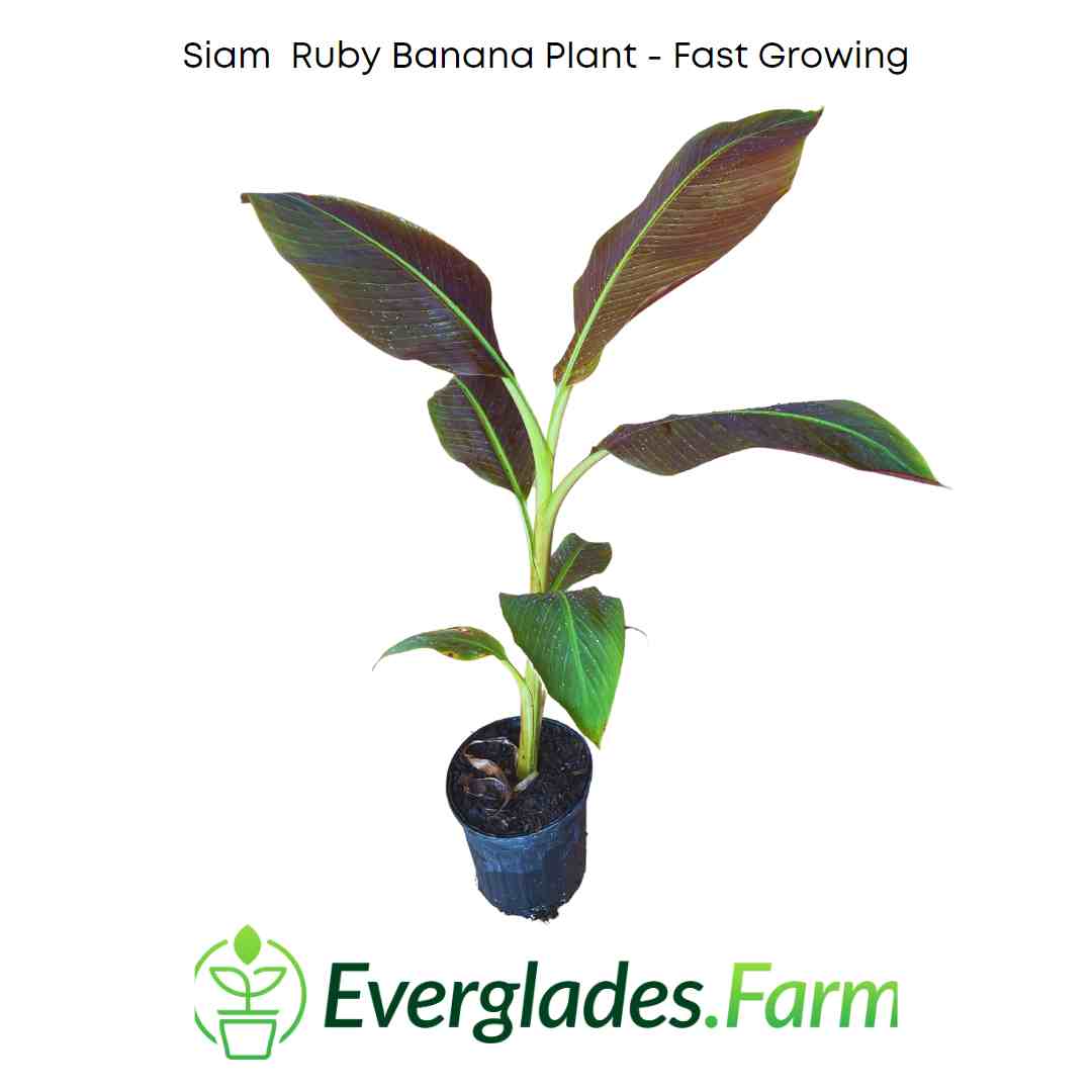 Siam Ruby Banana Plant