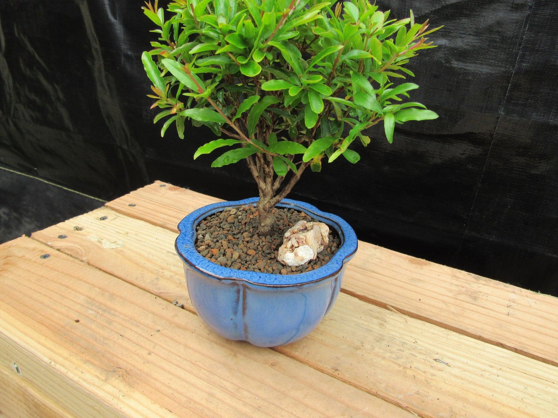pomegranate bonsai tree Small Dwarf Pomegranate Bonsai Tree – Lovehopegrow