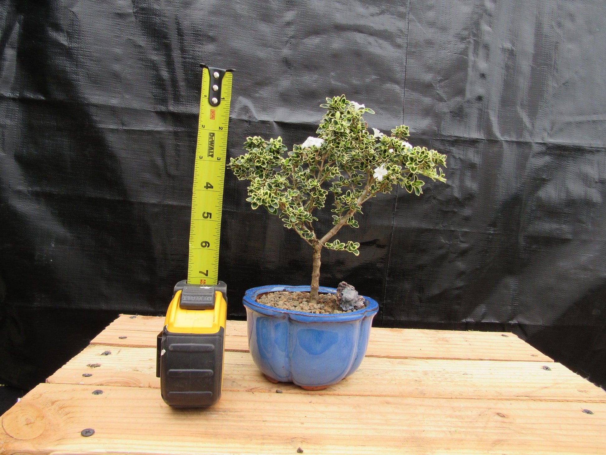 mount fuji serissa bonsai tree Small Mt. Fuji Serissa Bonsai Tree