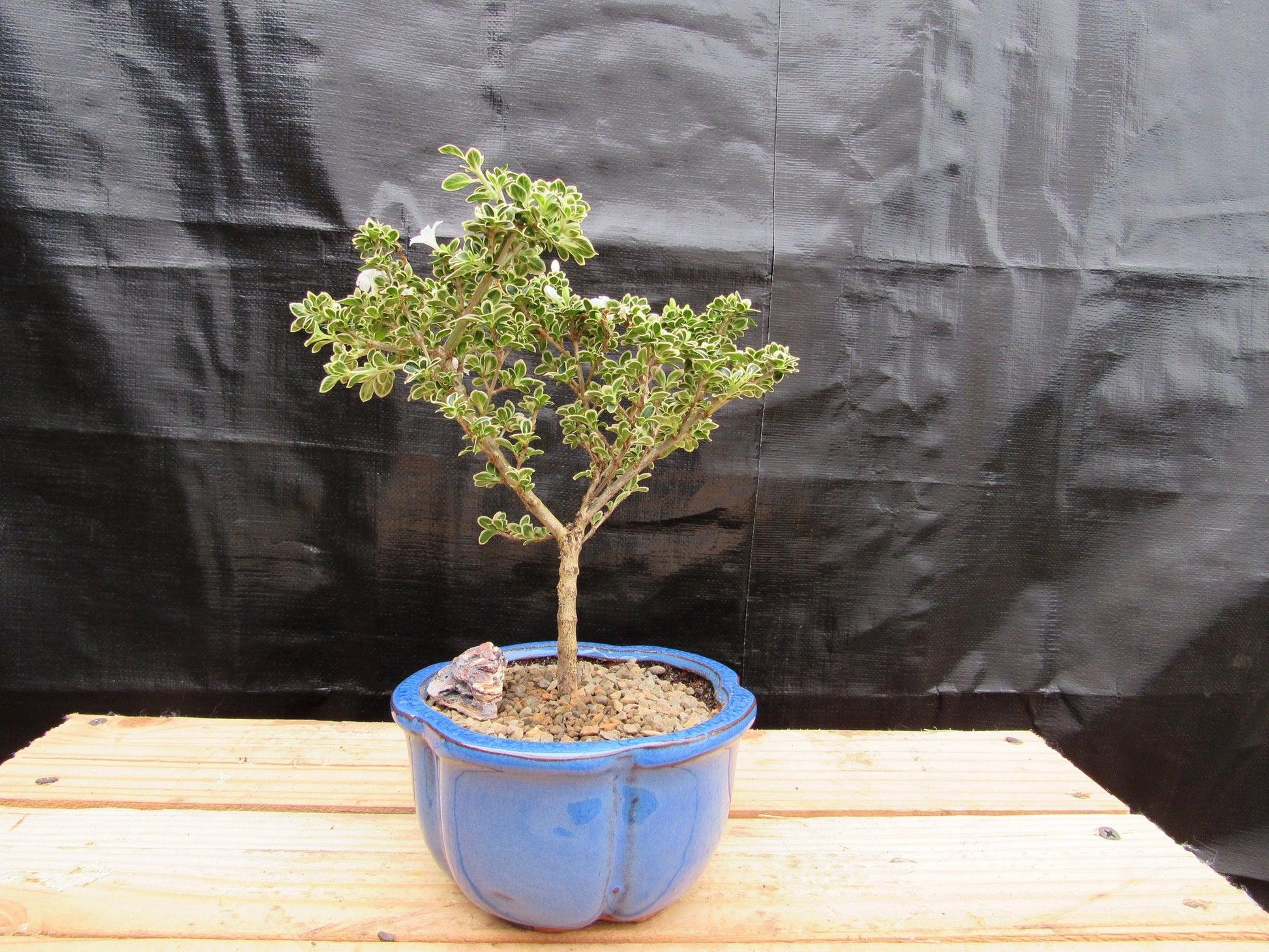 serissa bonsai tree Small Mt. Fuji Serissa Bonsai Tree