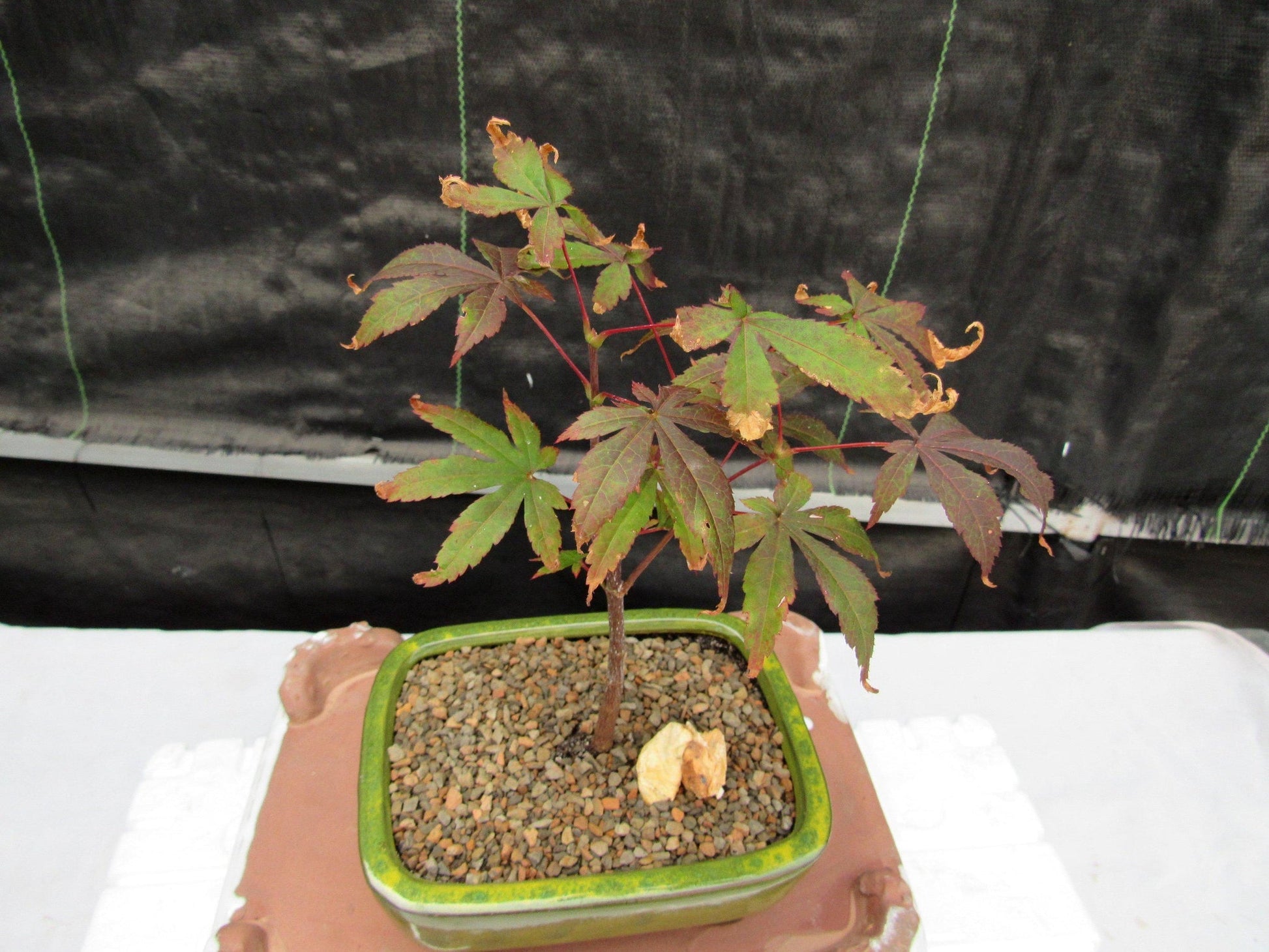 mini maple bonsai tree Small Red Japanese Maple Bonsai Tree – Lovehopegrow