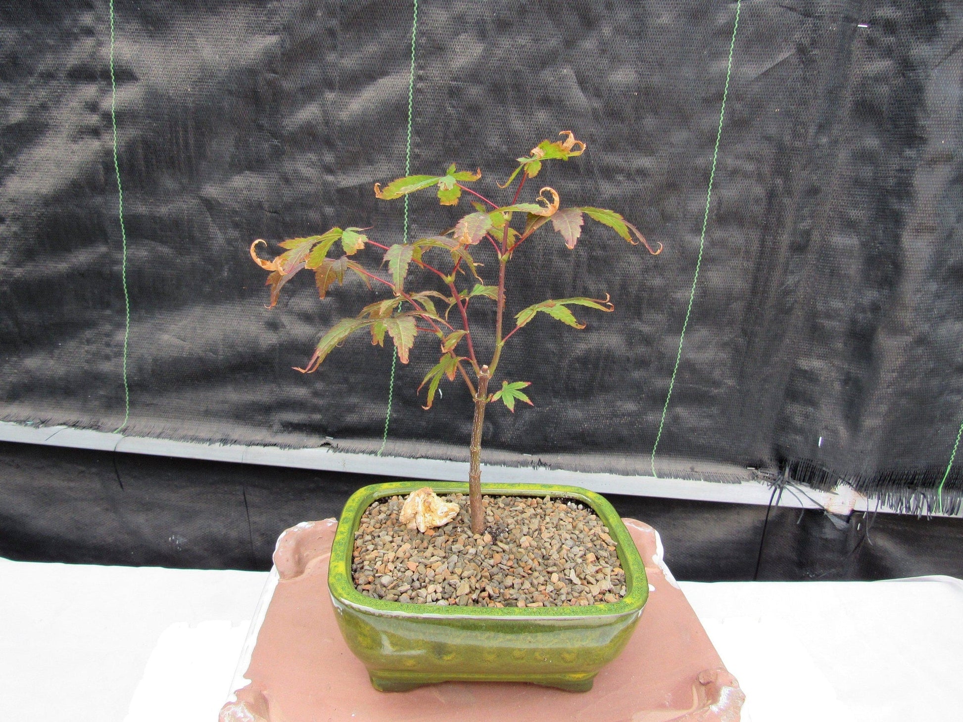 mini maple bonsai tree Small Red Japanese Maple Bonsai Tree