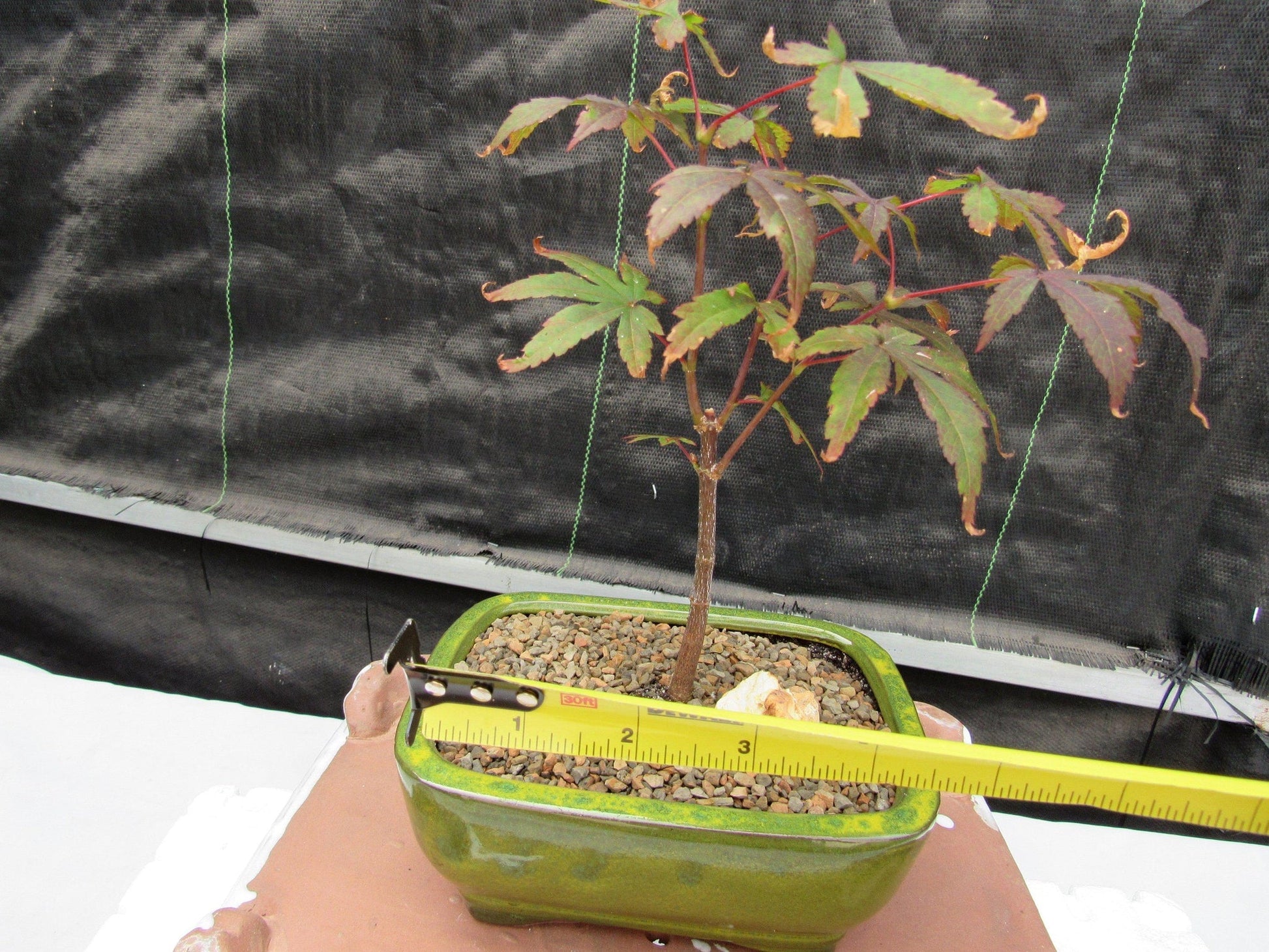 red japanese maple bonsai tree Small Red Japanese Maple Bonsai Tree – Lovehopegrow