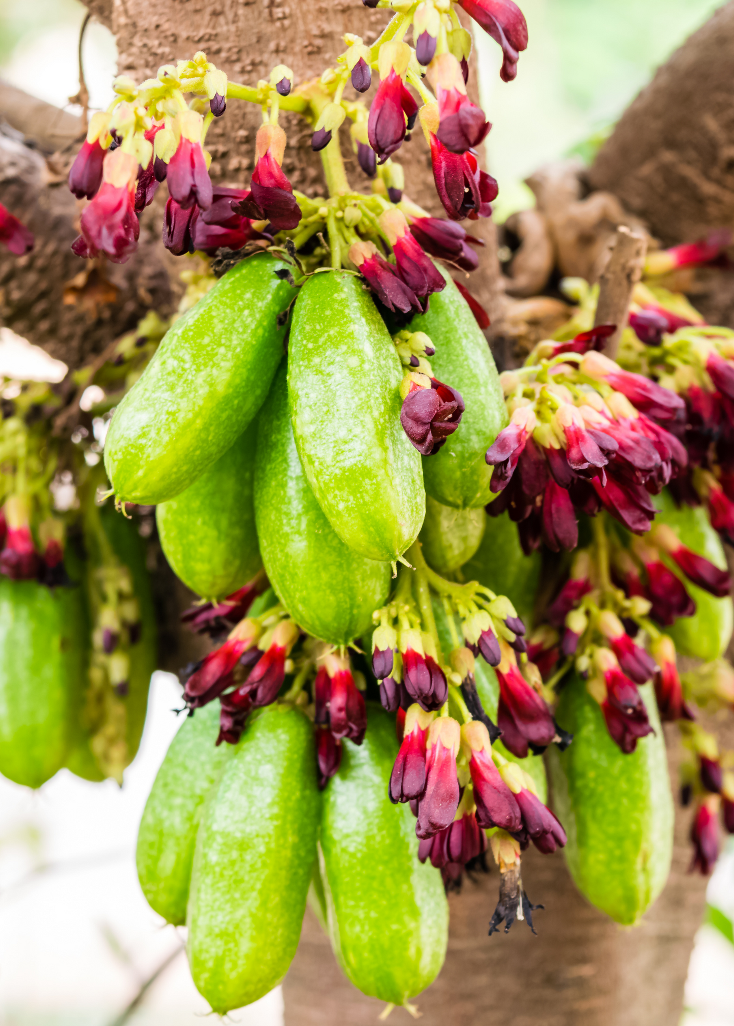 Bilimbi (Averrhoa bilimbi)