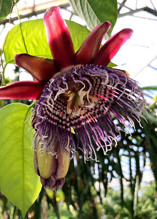Giant Granadilla (Passiflora quadrangularis L.)