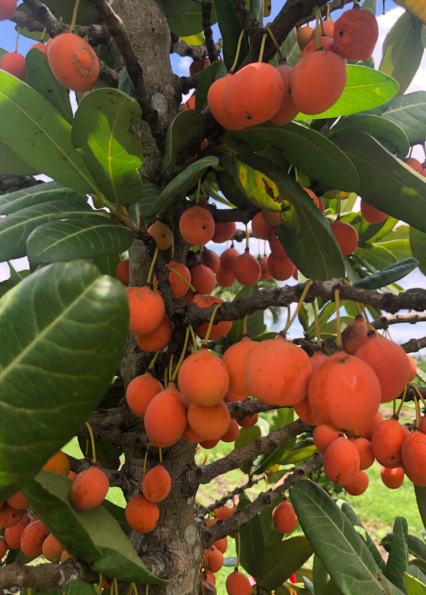 Imbe (Garcinia livingstonei)