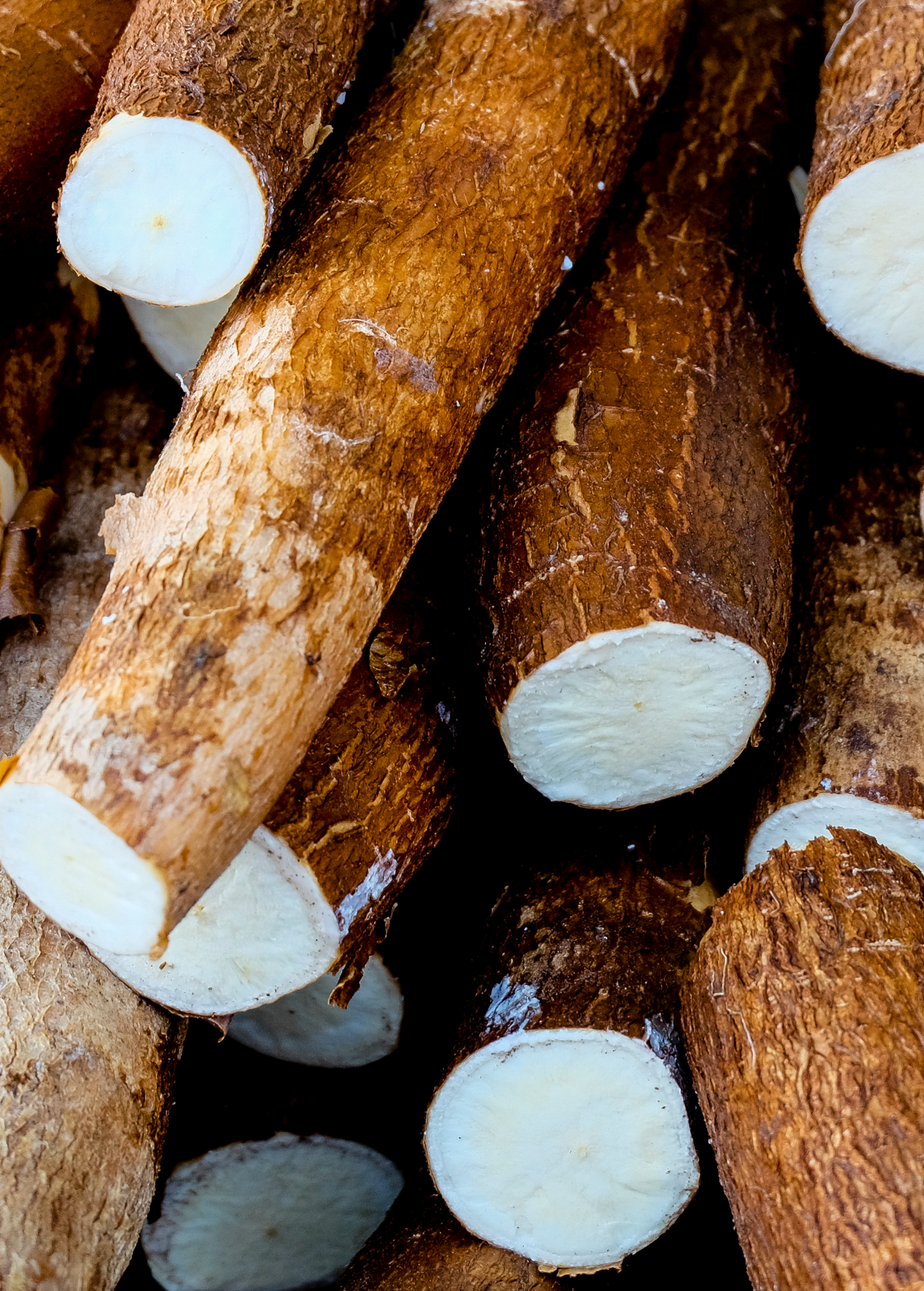 Yuca Root (Manihot esculenta)