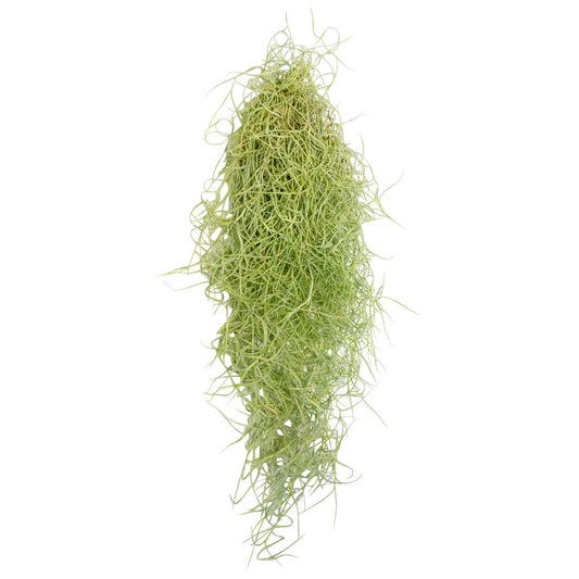 Spanish Moss Air Plant