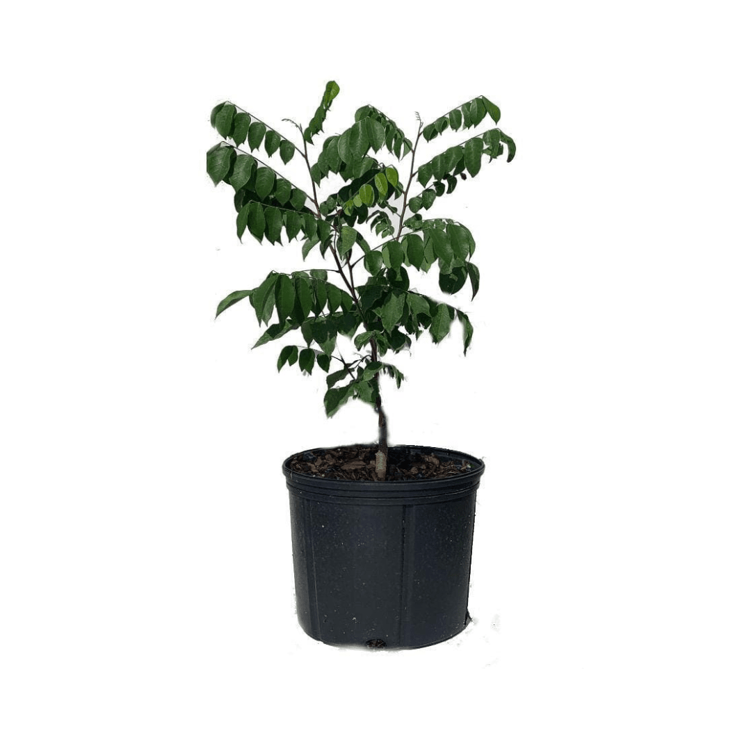 Arkin Star fruit Carambola Fruit Tree, Grafted