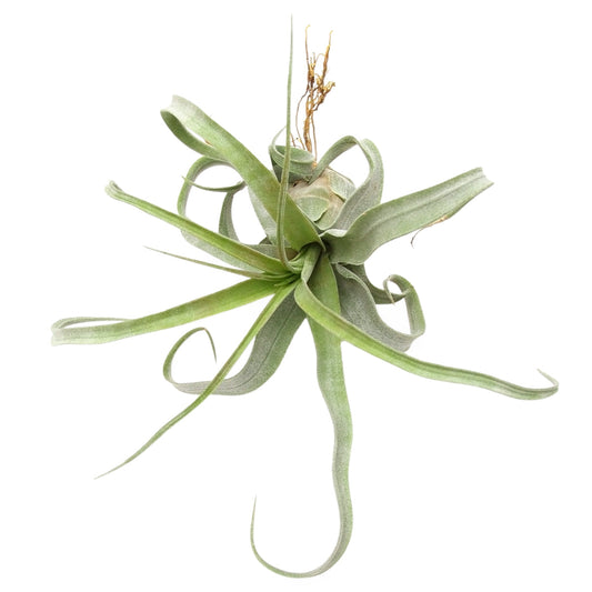 Tillandsia Streptophylla