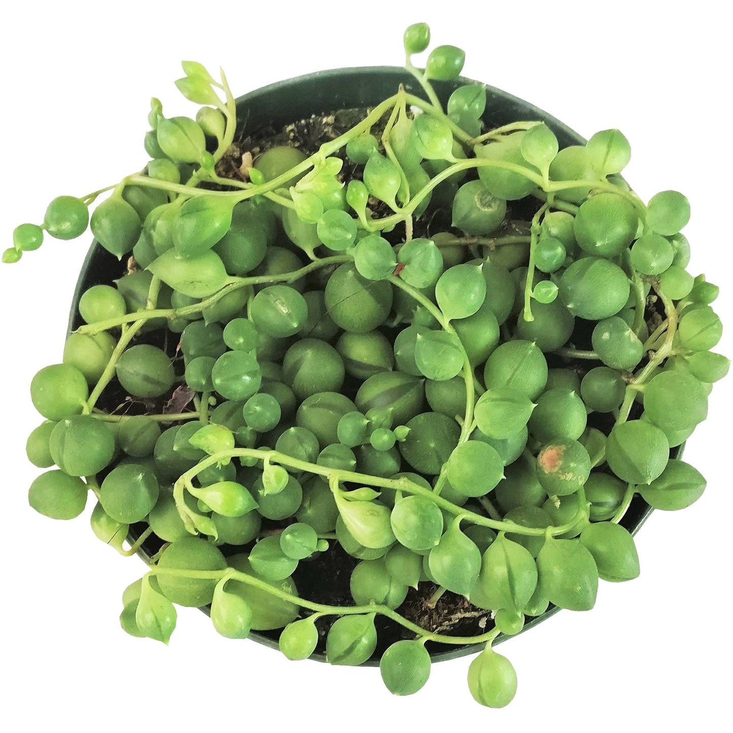 String Of Pearls Senecio Rowleyanus