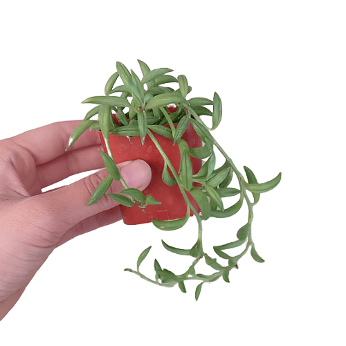 Senecio String of Bananas