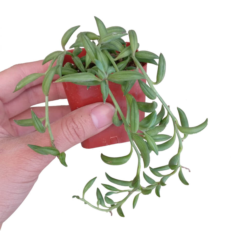 Senecio String of Bananas