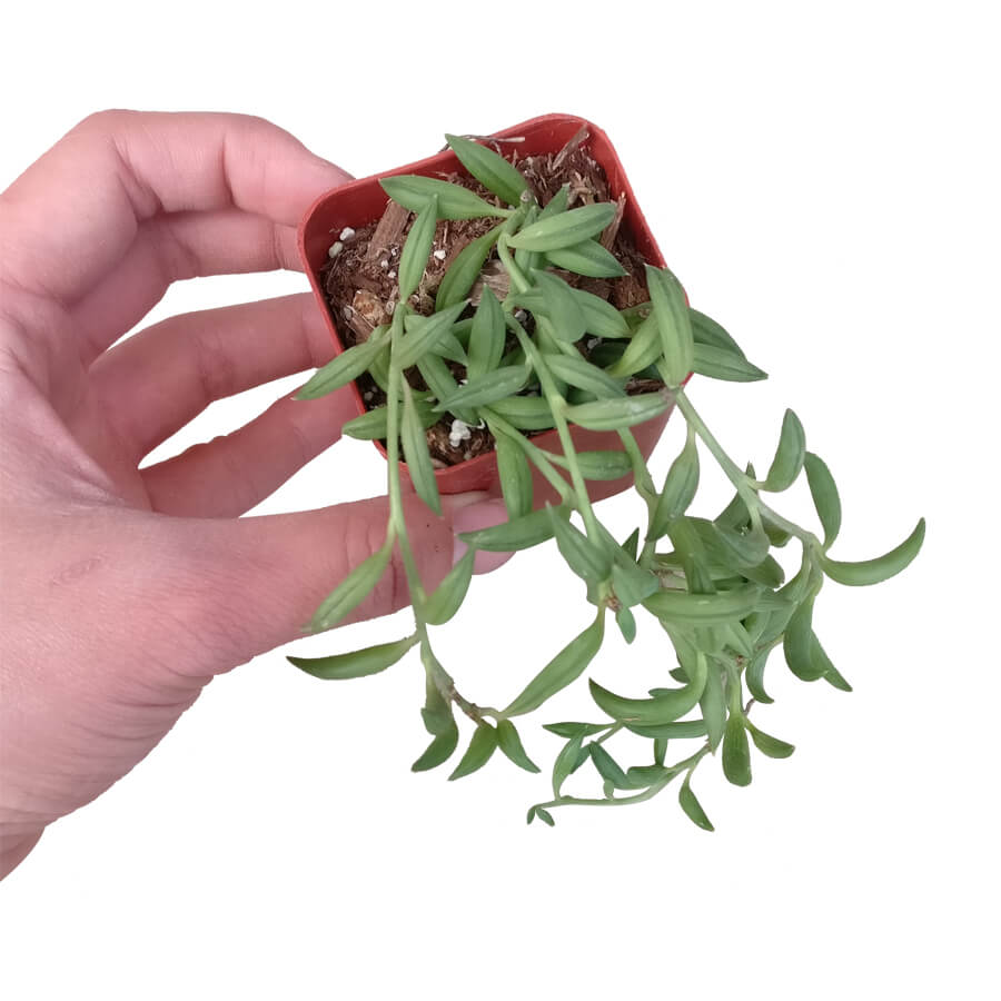 Senecio String of Bananas