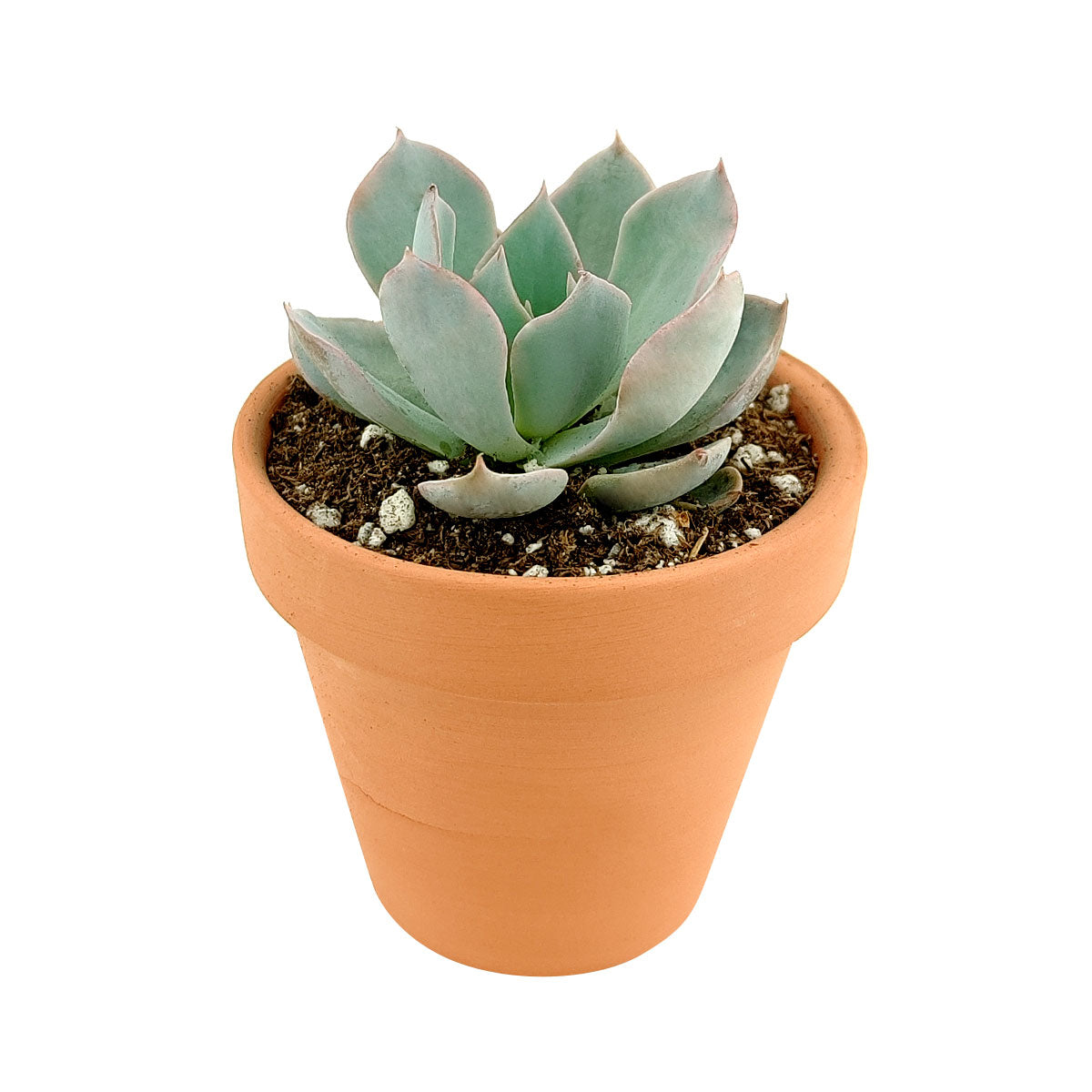 Echeveria Subsessilis Succulent