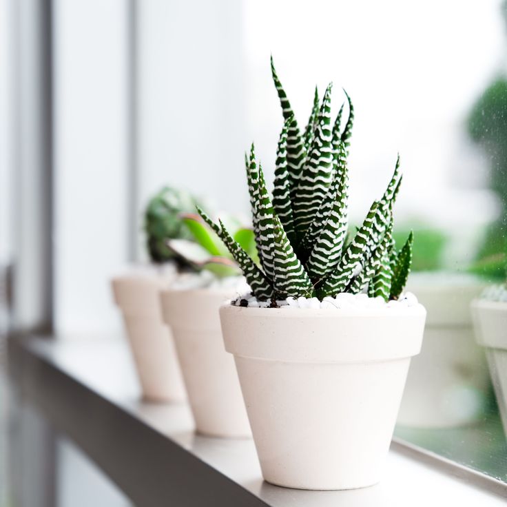 Haworthia Zebra Plant