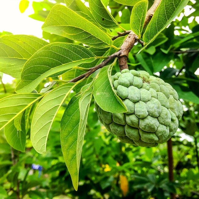 Green Sugar Apple, Sweetsop, Annona Tree