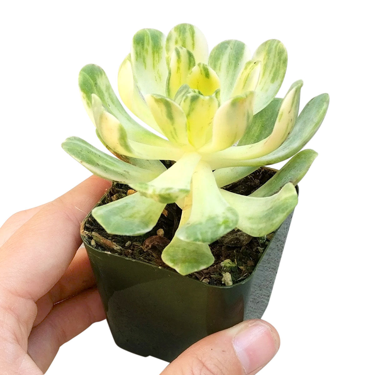 Aeonium Suncup Variegata