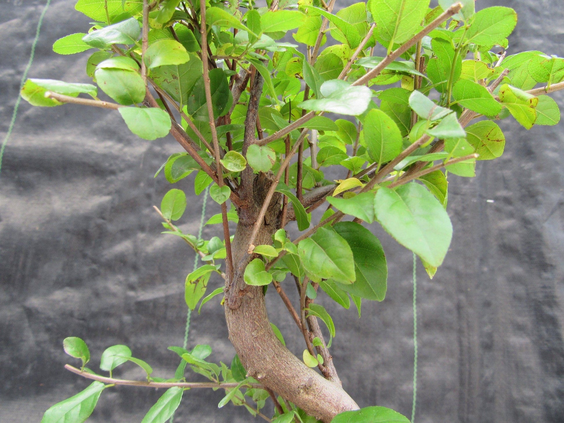 bonsai tree with large leaves Sweet Plum Bonsai Tree